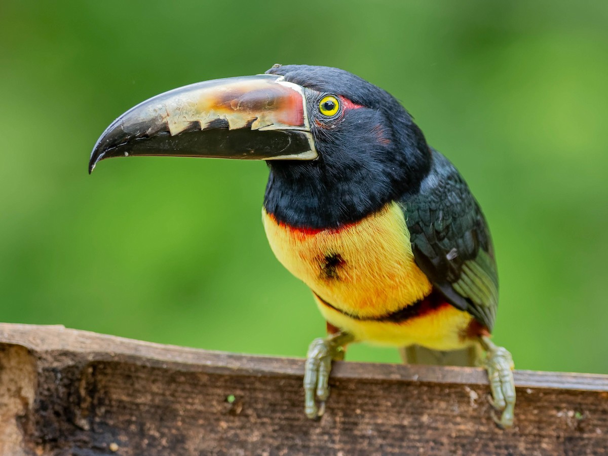 Collared Aracari - ML645815555