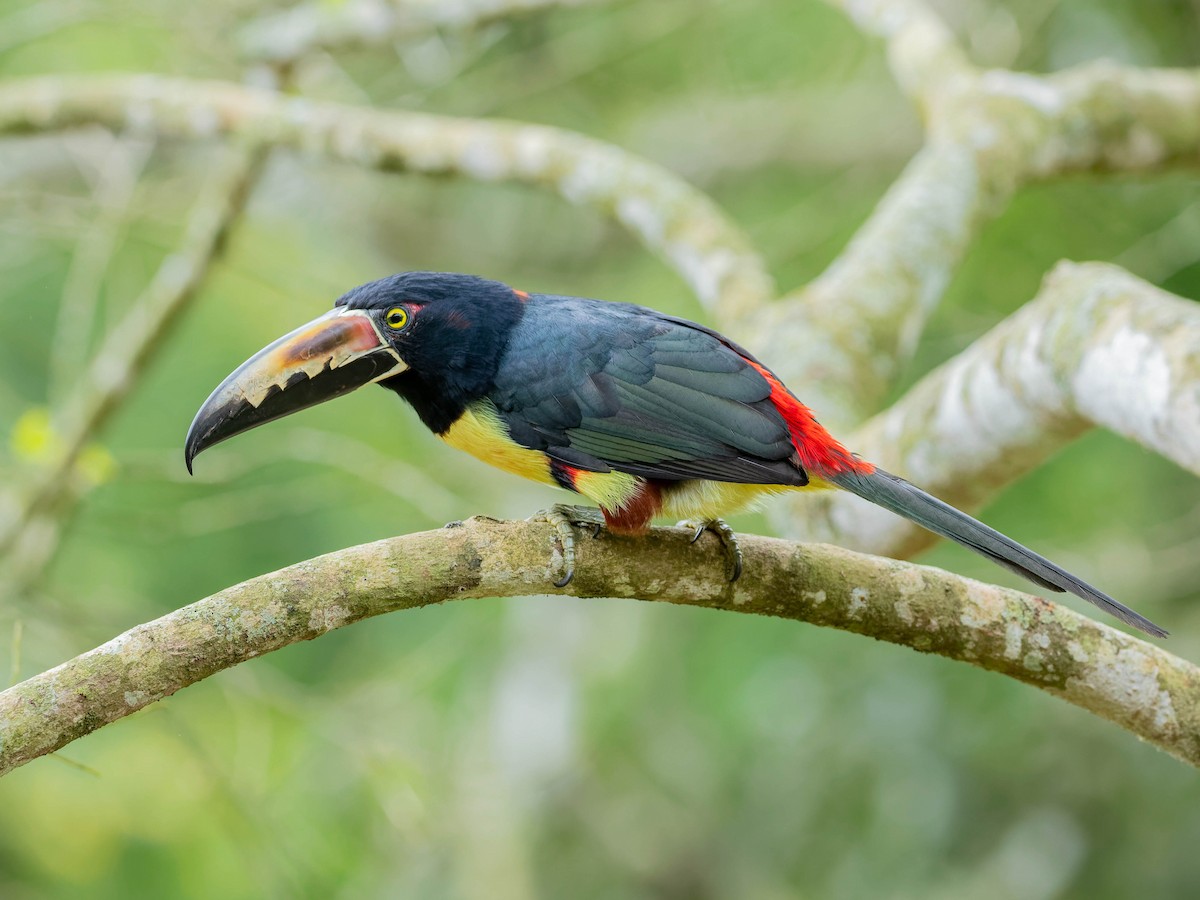 Collared Aracari - ML645815556