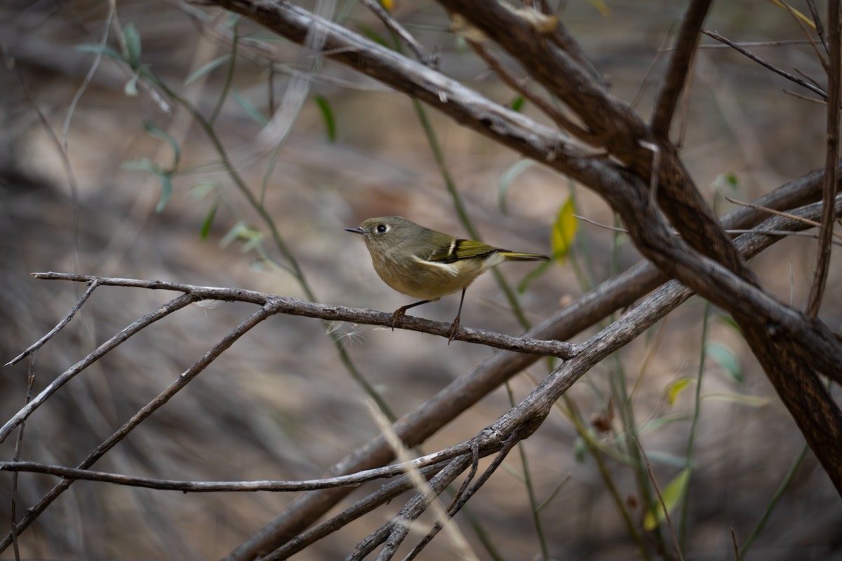Ruby-crowned Kinglet - ML645815557