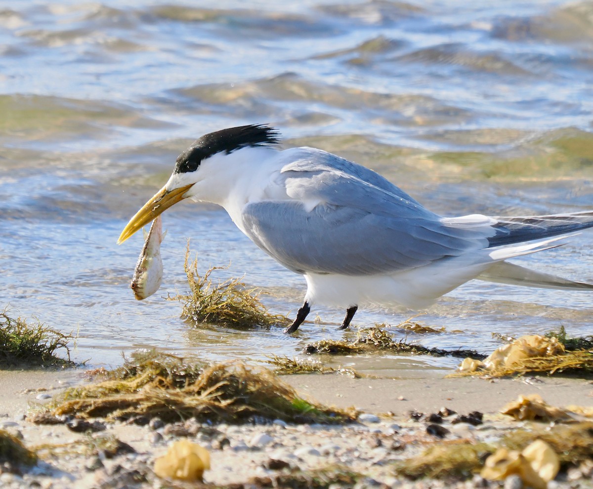 鳳頭燕鷗 - ML645815559