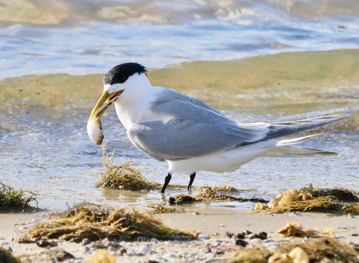 鳳頭燕鷗 - ML645815561