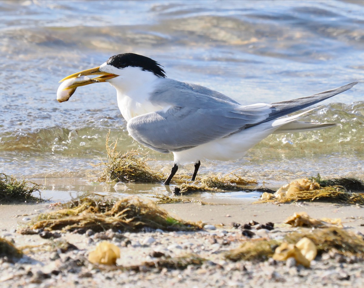 鳳頭燕鷗 - ML645815562