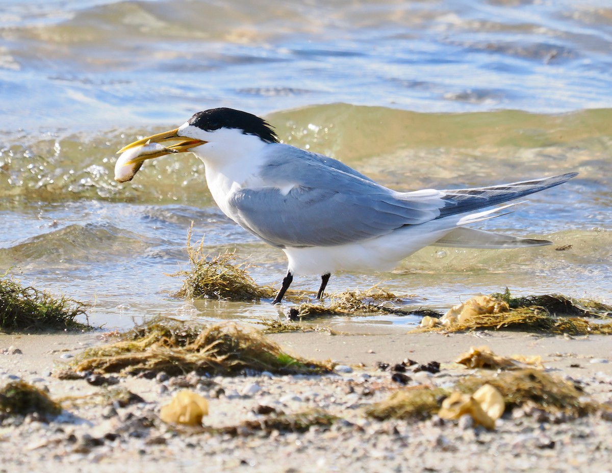 鳳頭燕鷗 - ML645815563