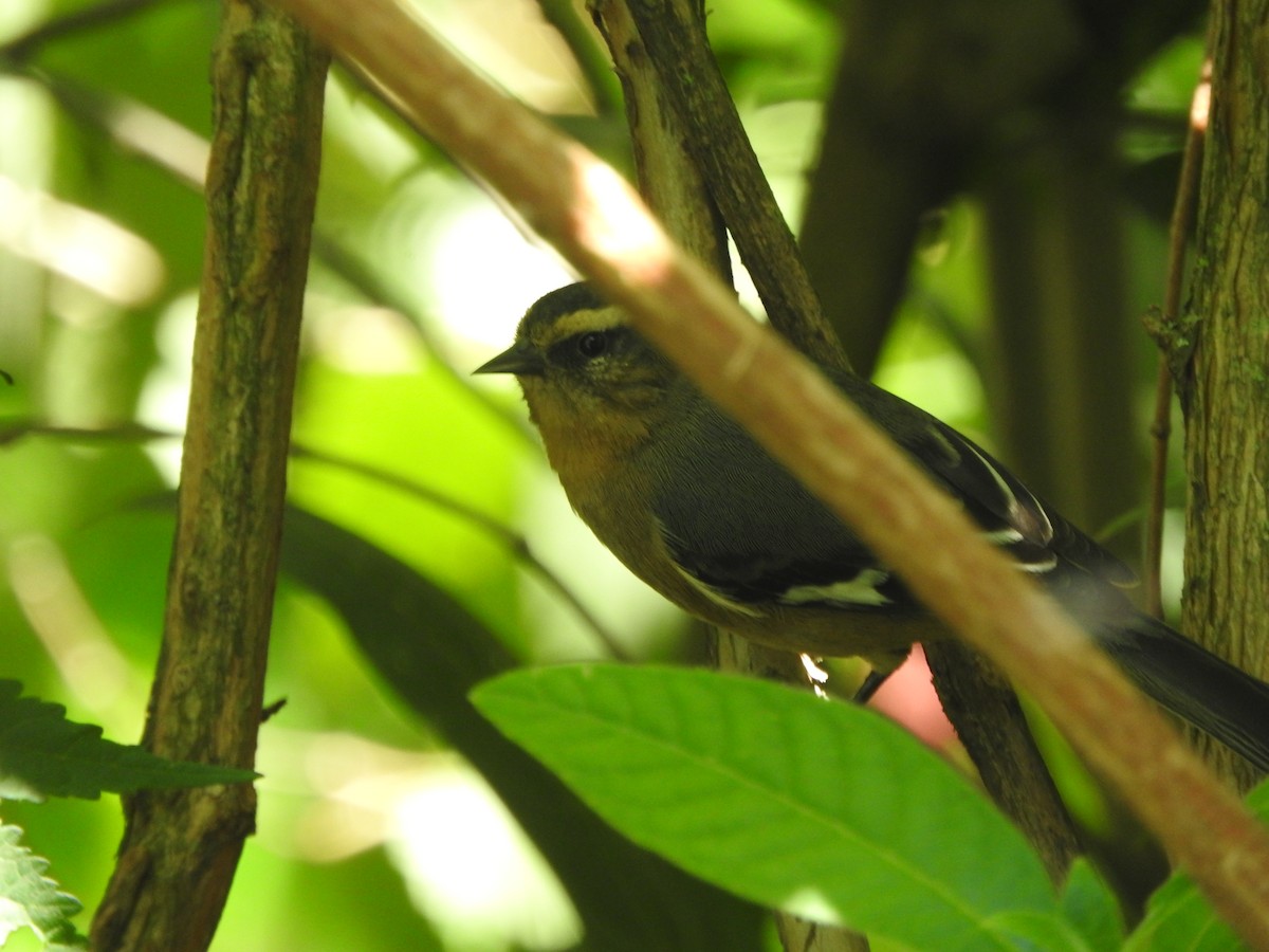 Cinereous Conebill - ML645815564