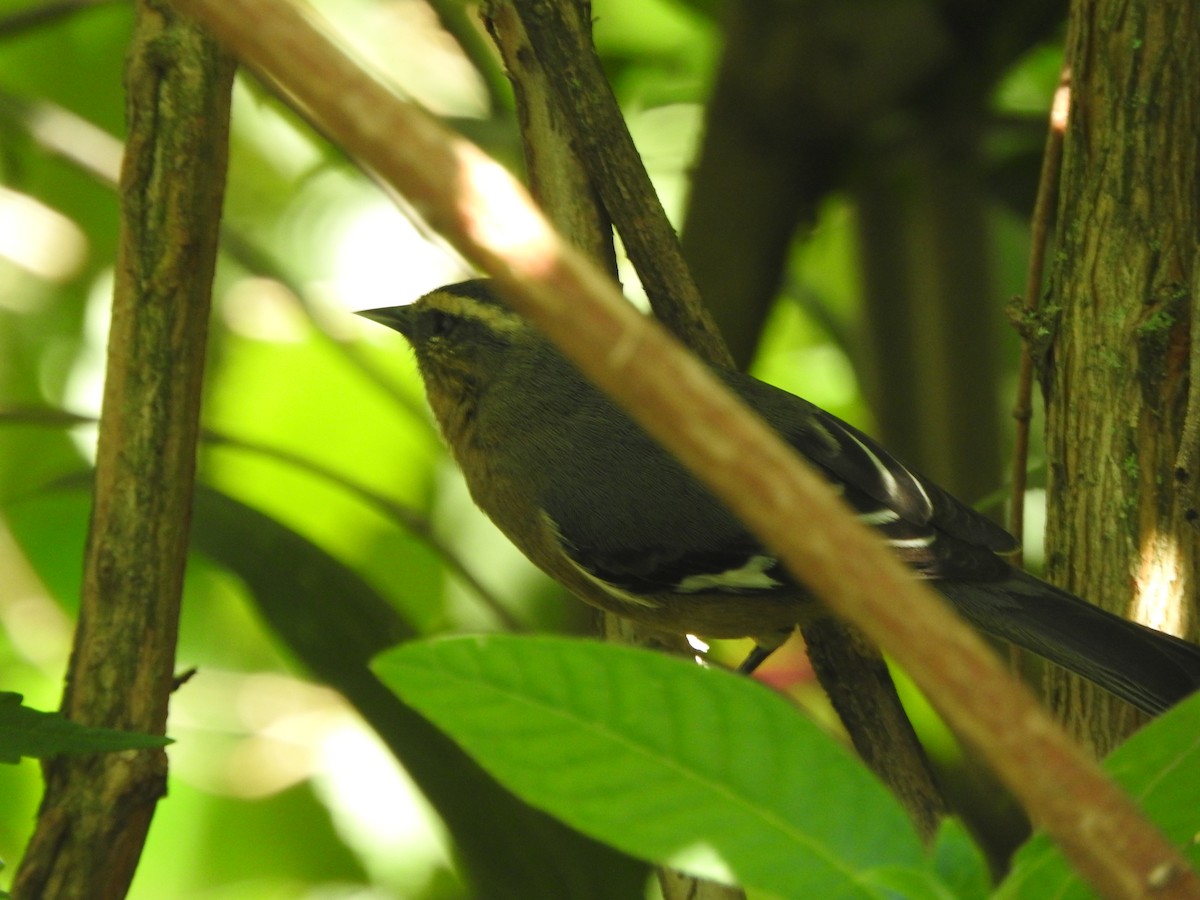 Cinereous Conebill - ML645815565