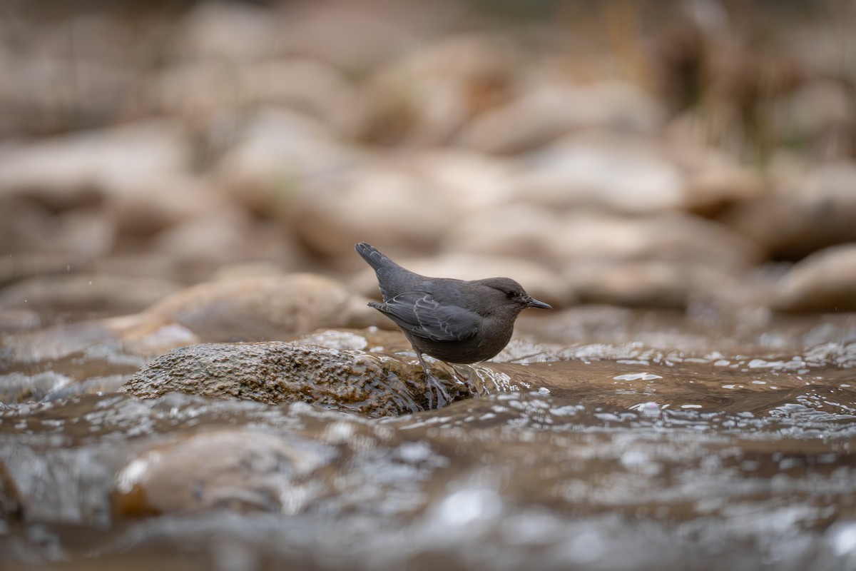 American Dipper - ML645815566