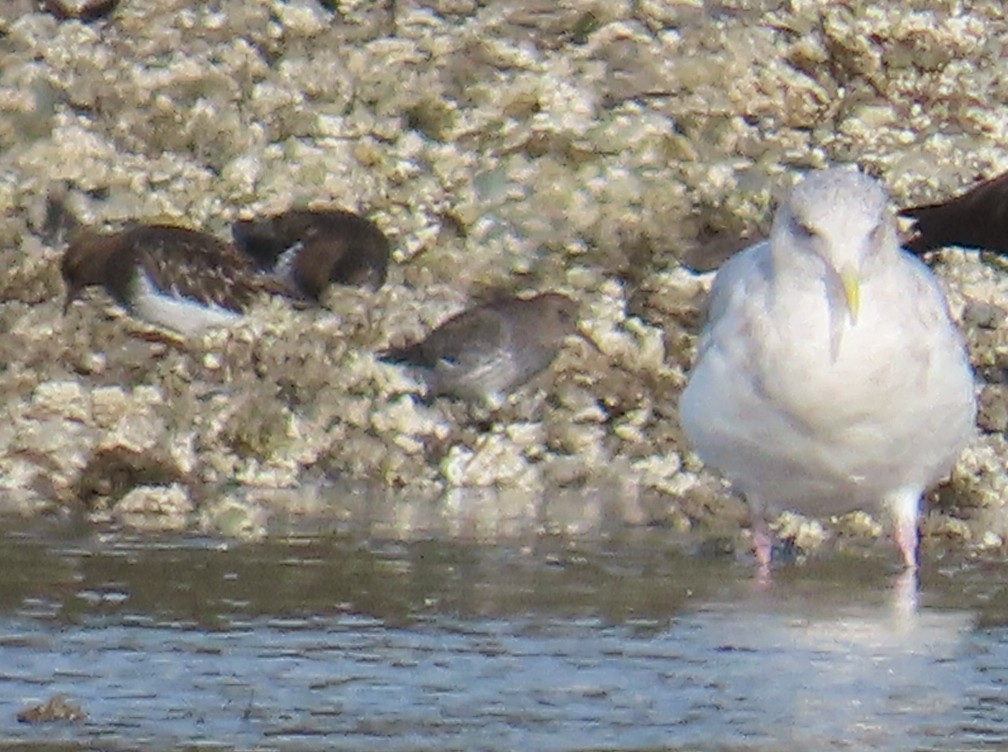 Rock Sandpiper - ML645815567