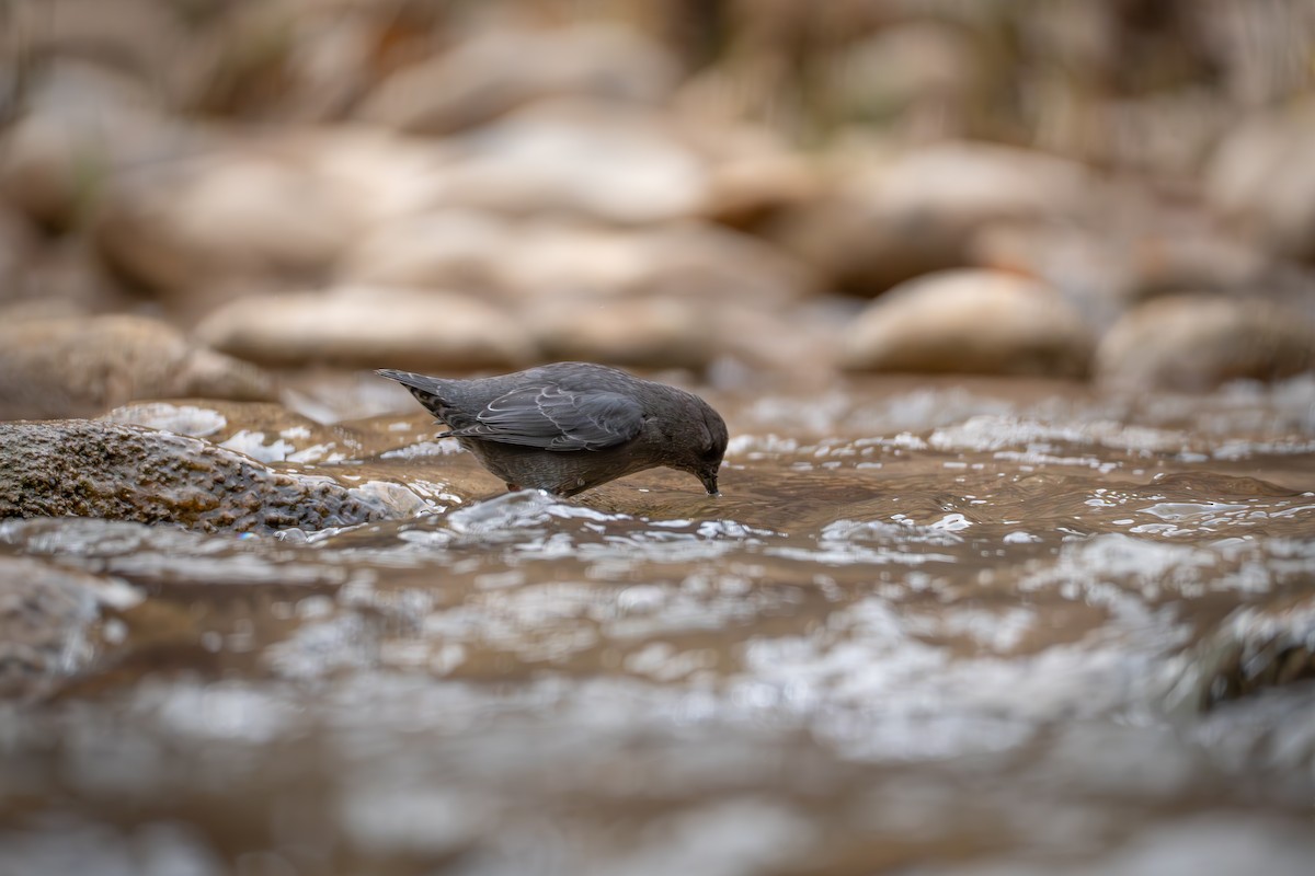 American Dipper - ML645815569