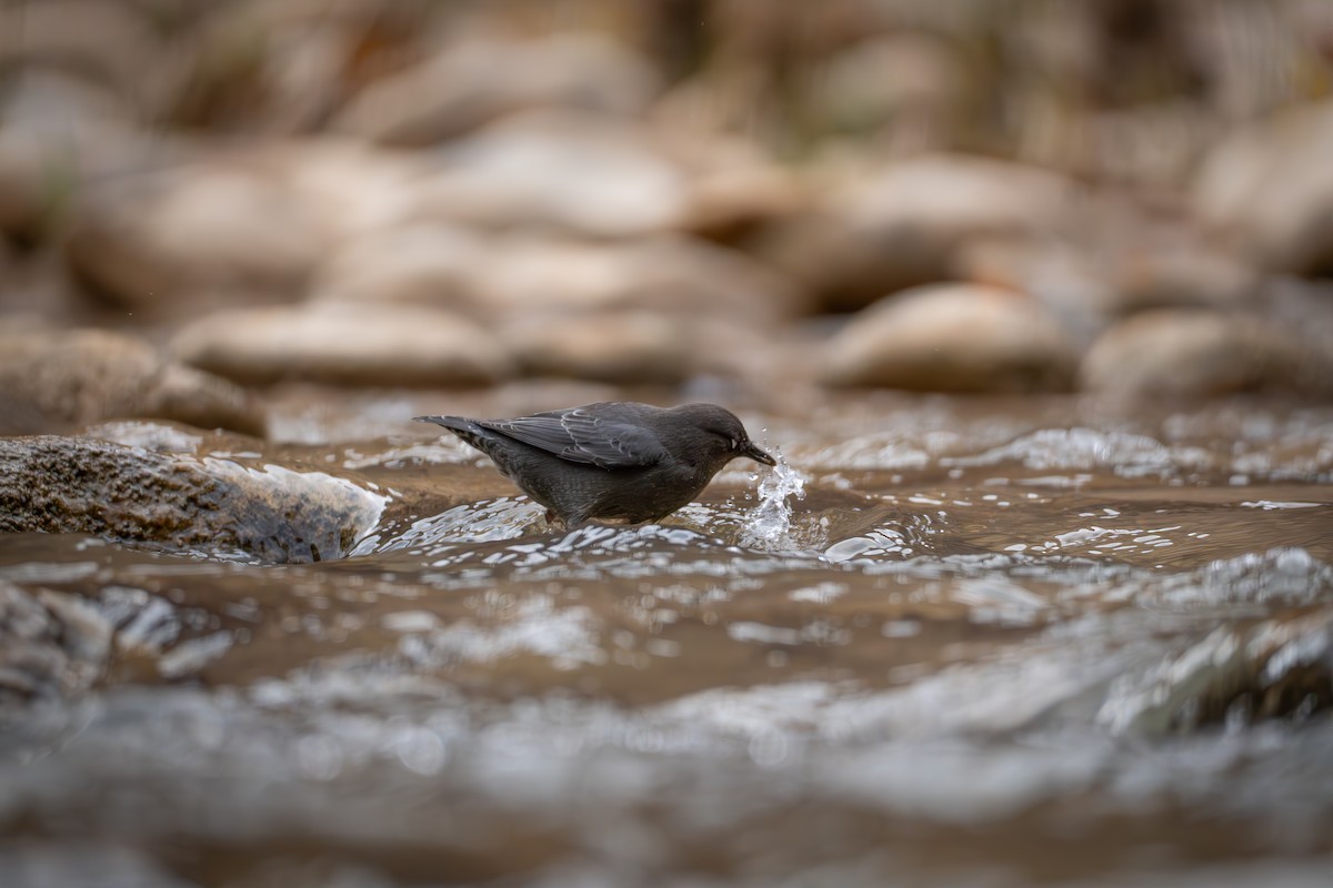 American Dipper - ML645815578