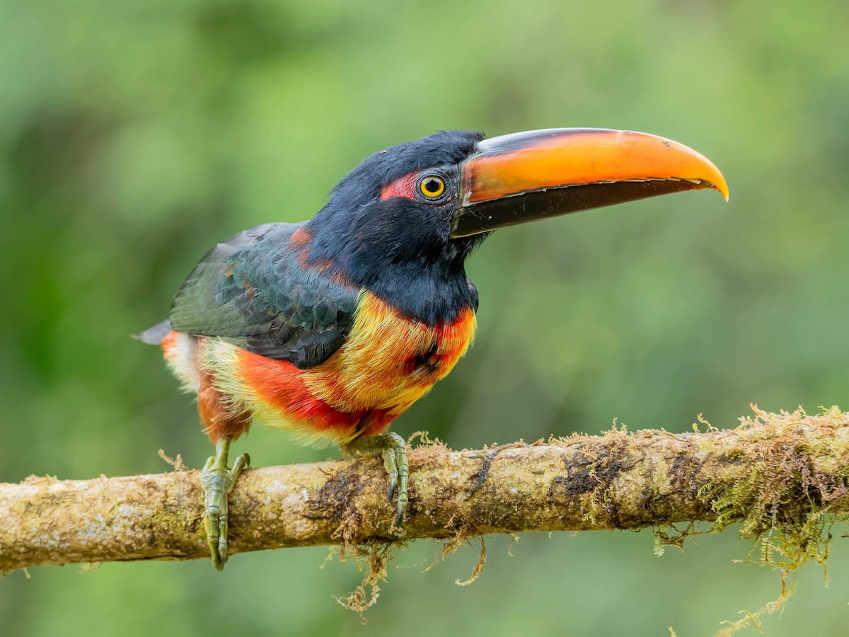 Fiery-billed Aracari - ML645815579