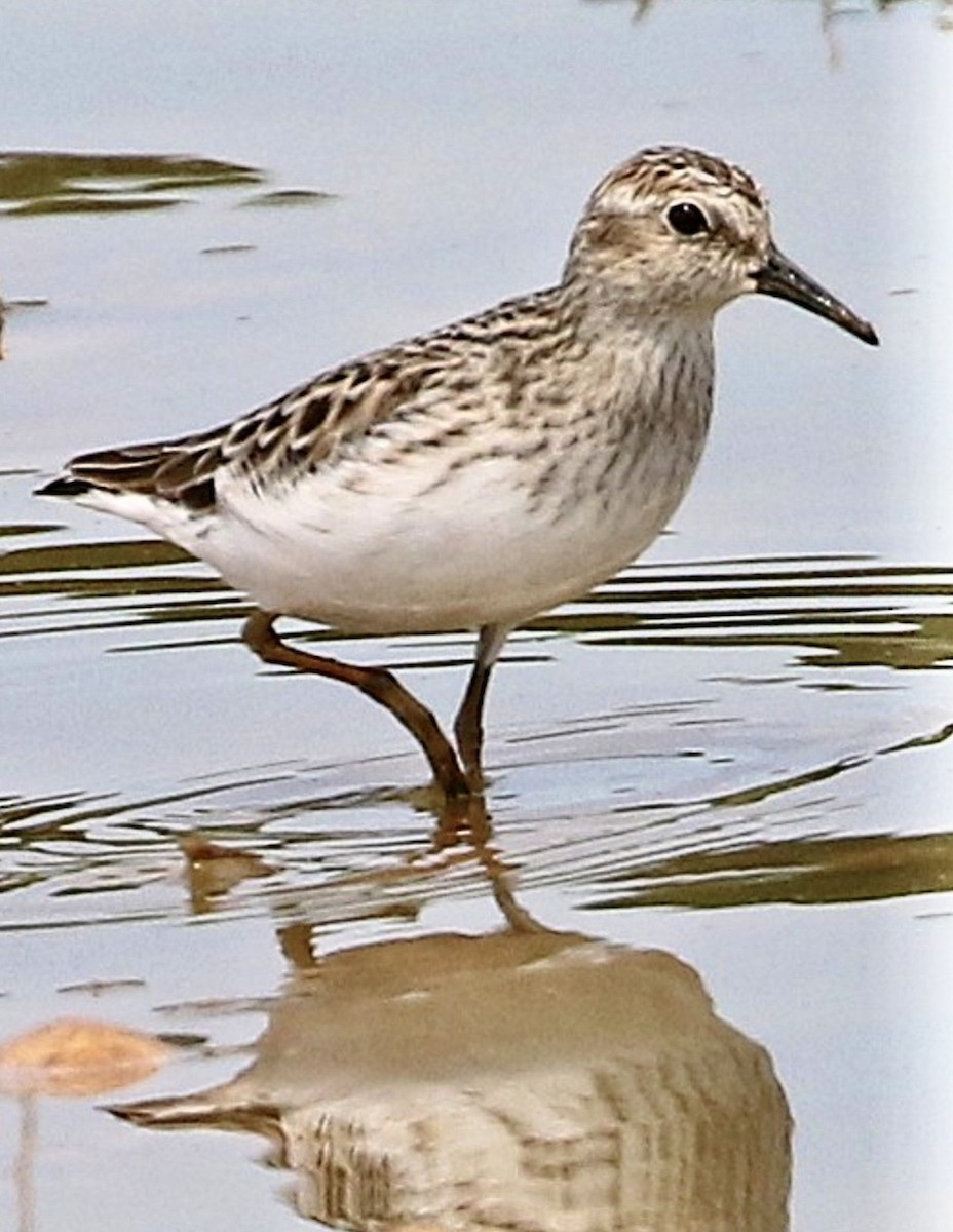Least Sandpiper - ML645815580