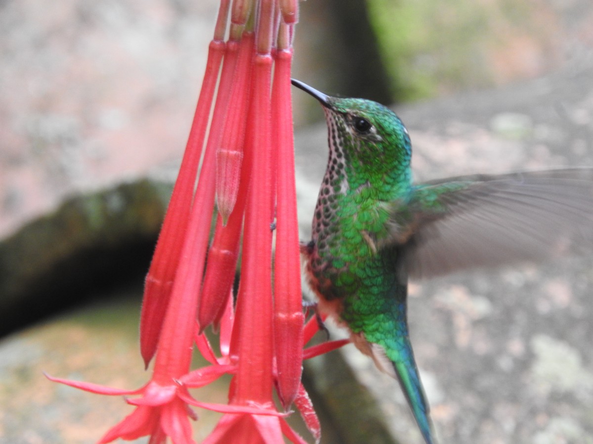 Green-tailed Trainbearer - ML645815581