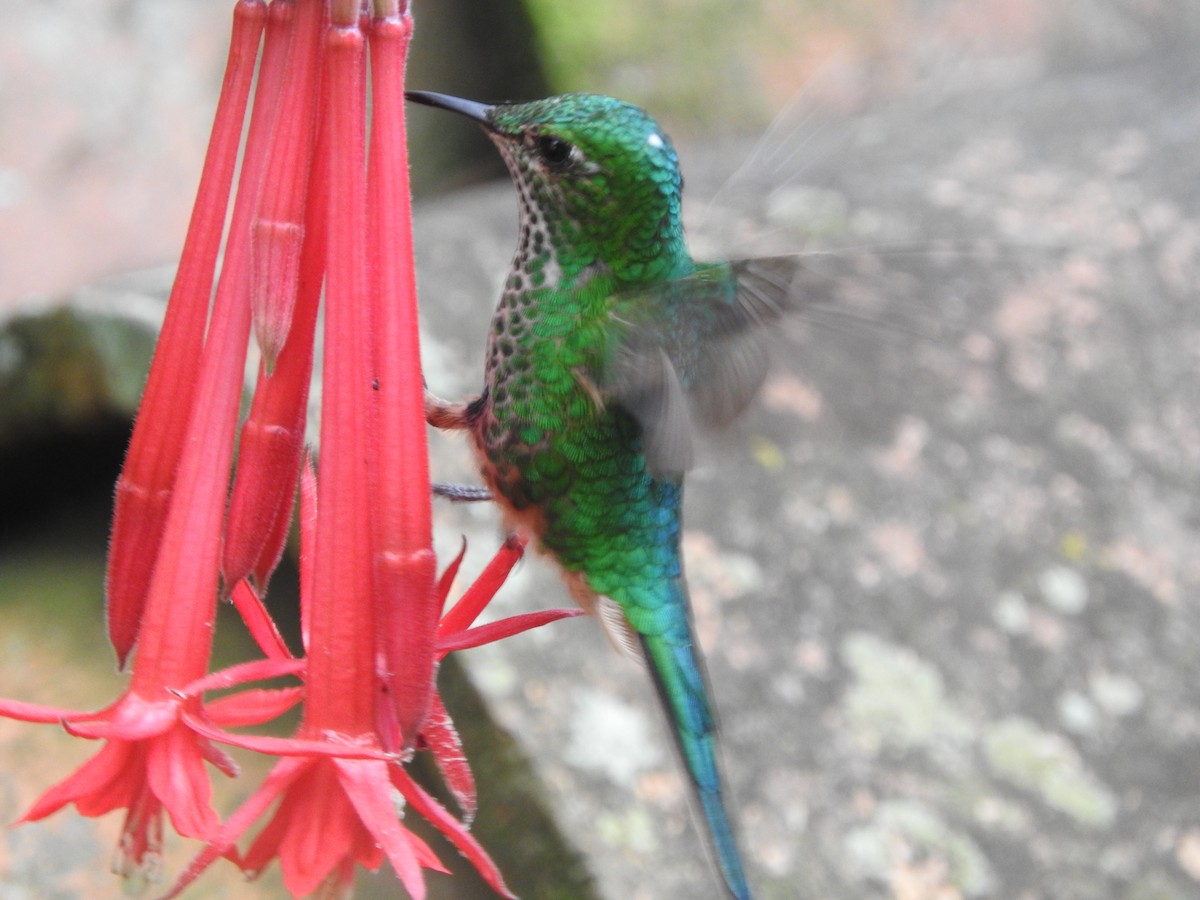 Green-tailed Trainbearer - ML645815582