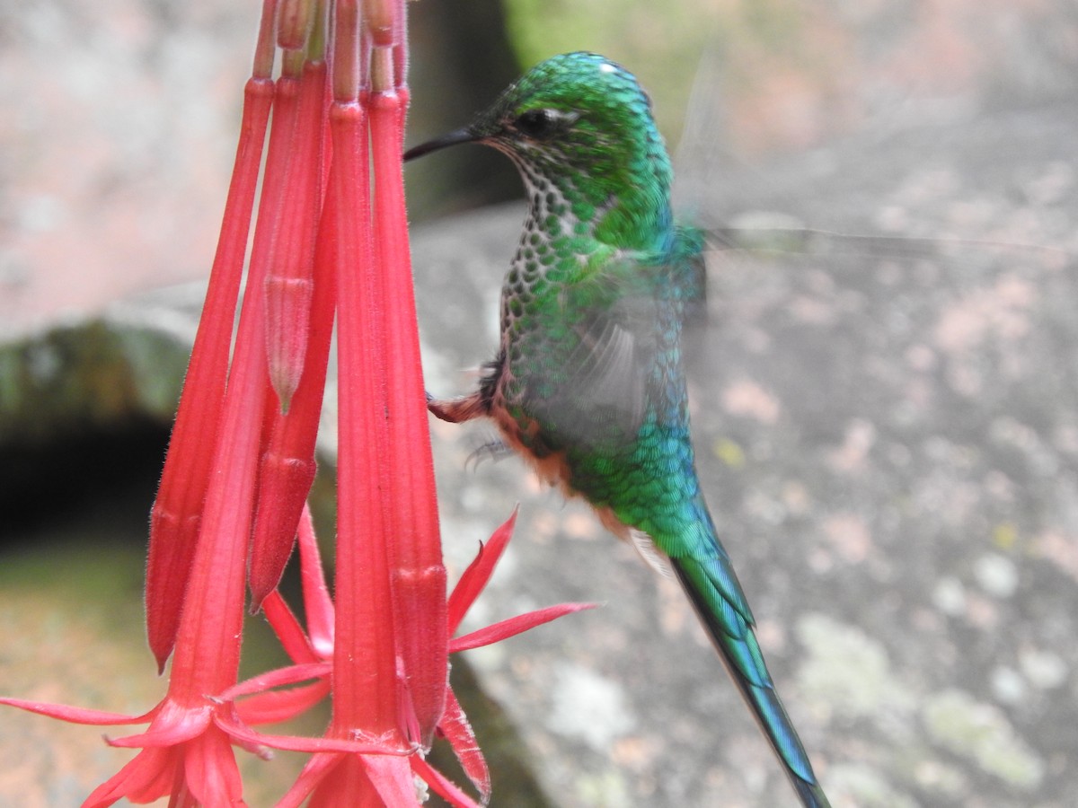 Green-tailed Trainbearer - ML645815583