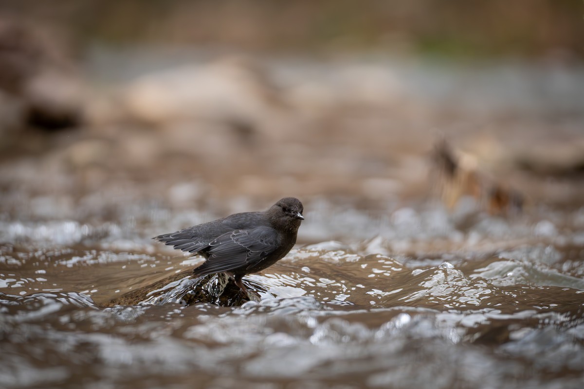 American Dipper - ML645815584