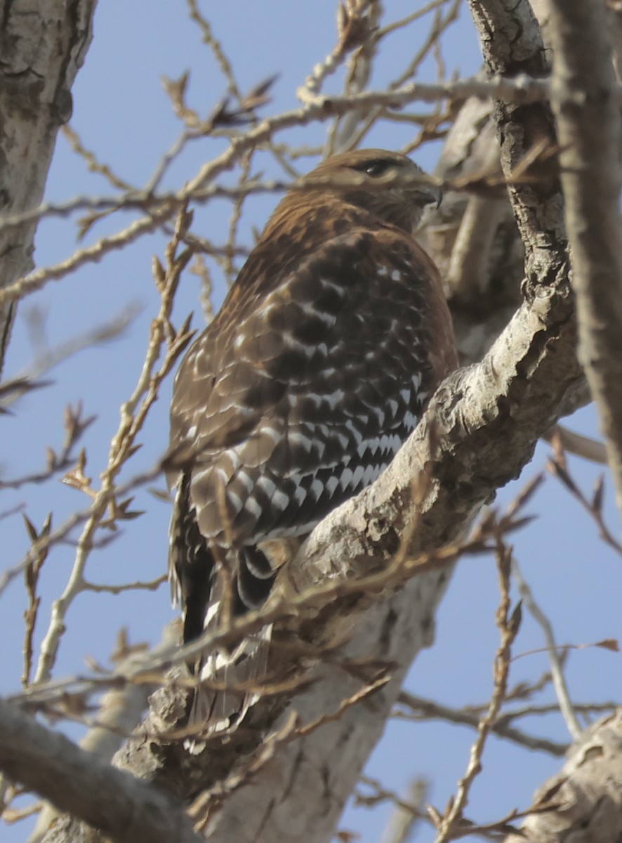 Red-shouldered Hawk - ML645815586