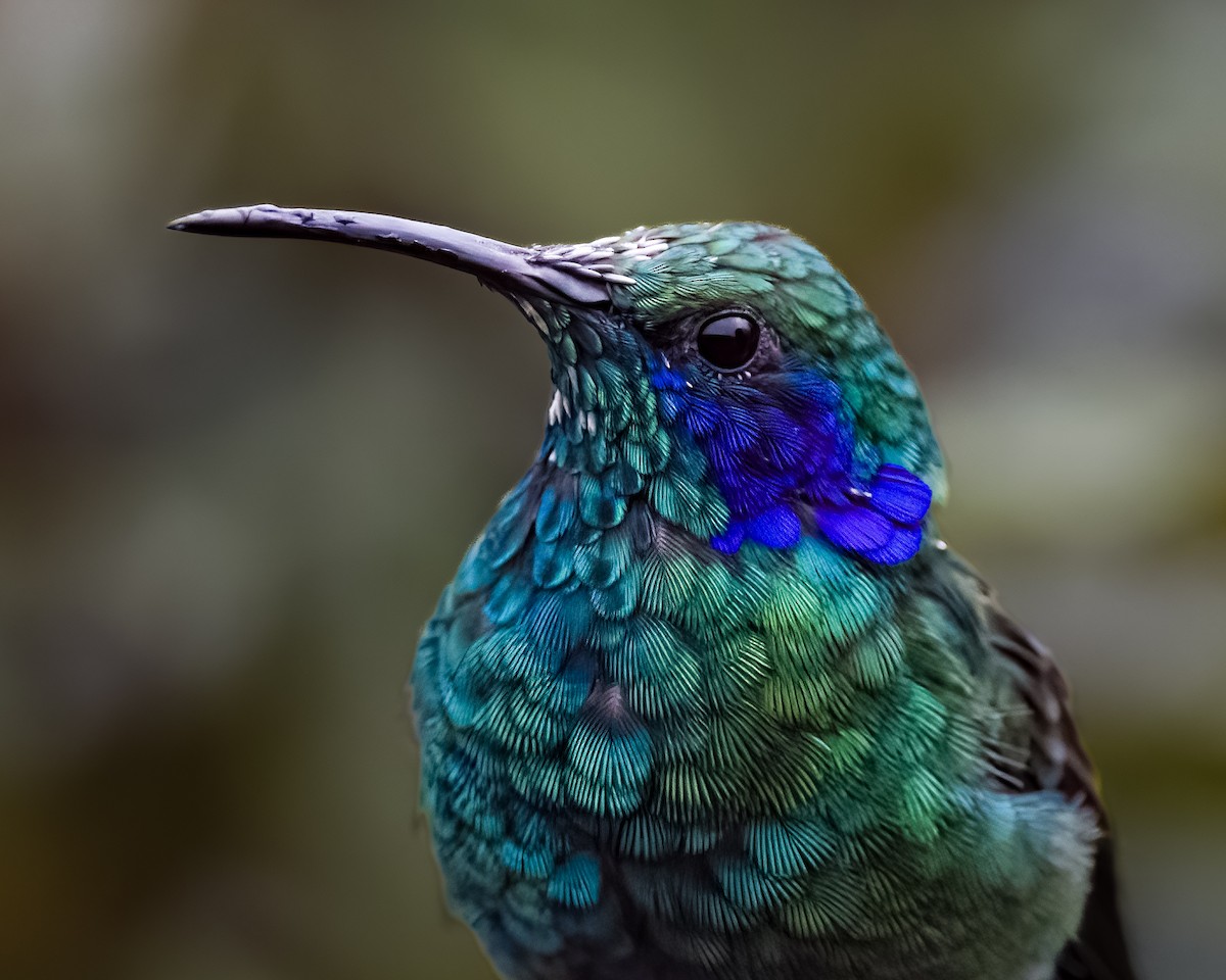 Lesser Violetear - ML645815587