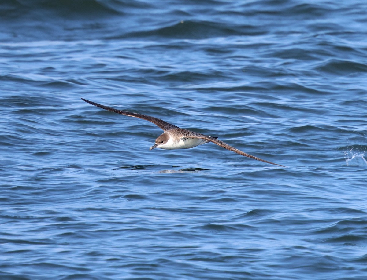 Great Shearwater - ML645815588