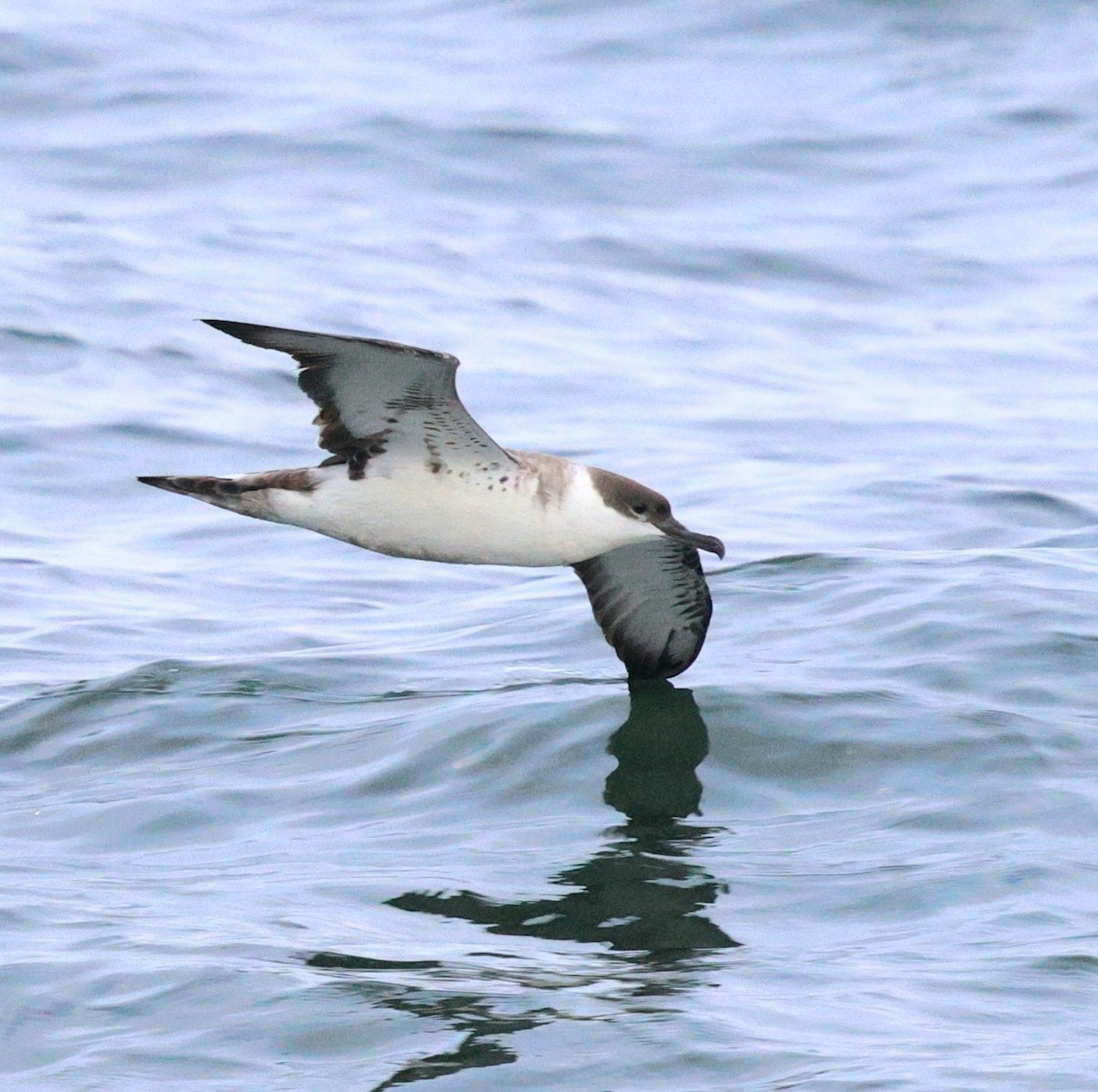 Great Shearwater - ML645815589