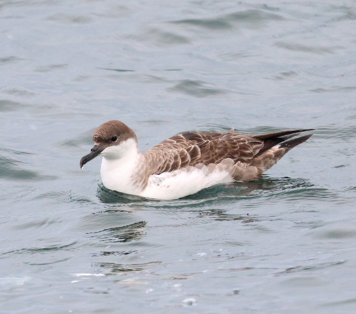 Great Shearwater - ML645815590