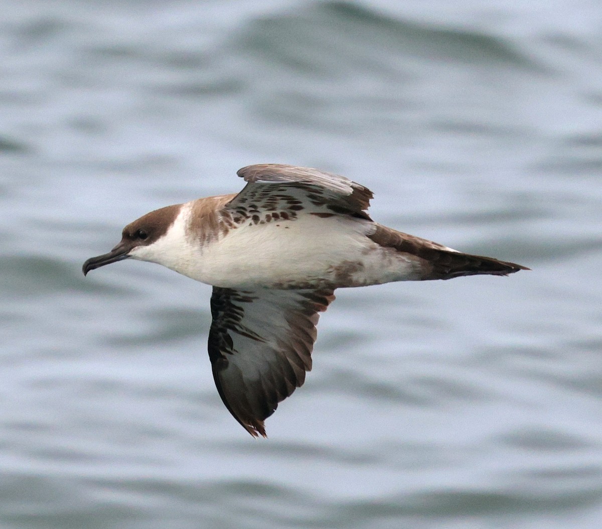 Great Shearwater - ML645815591