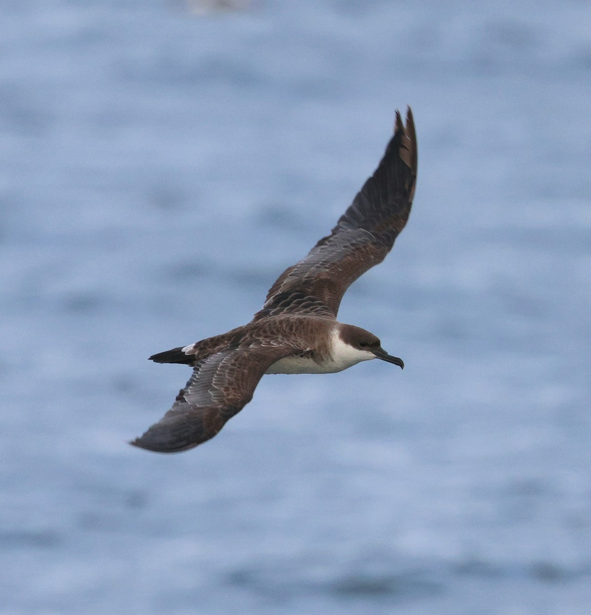 Great Shearwater - ML645815592