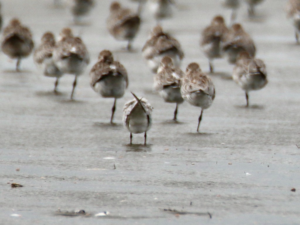 鷗嘴燕鷗 - ML645815593