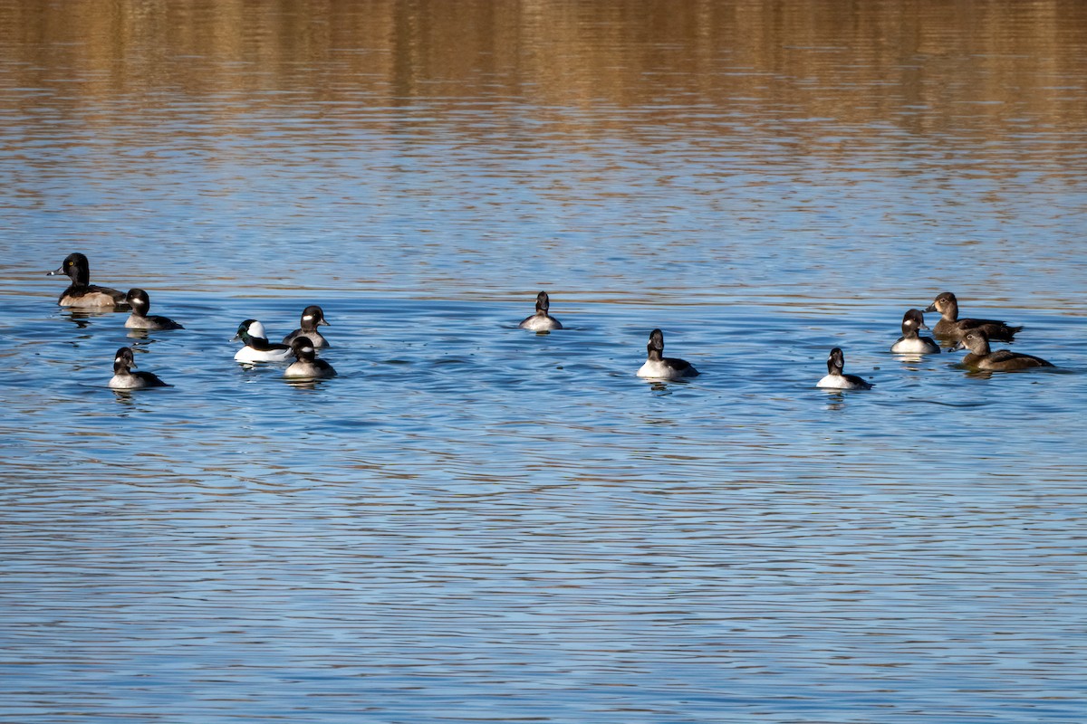 環頸潛鴨 - ML645815594