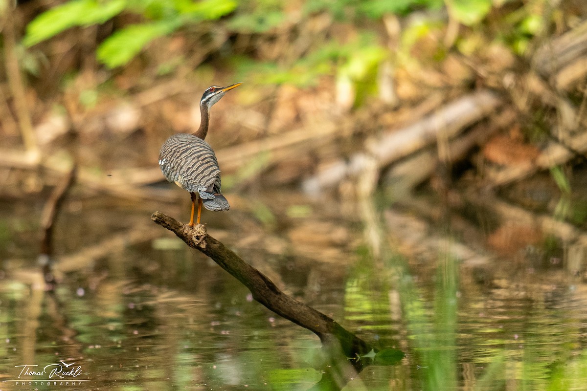 Sunbittern - ML645815595