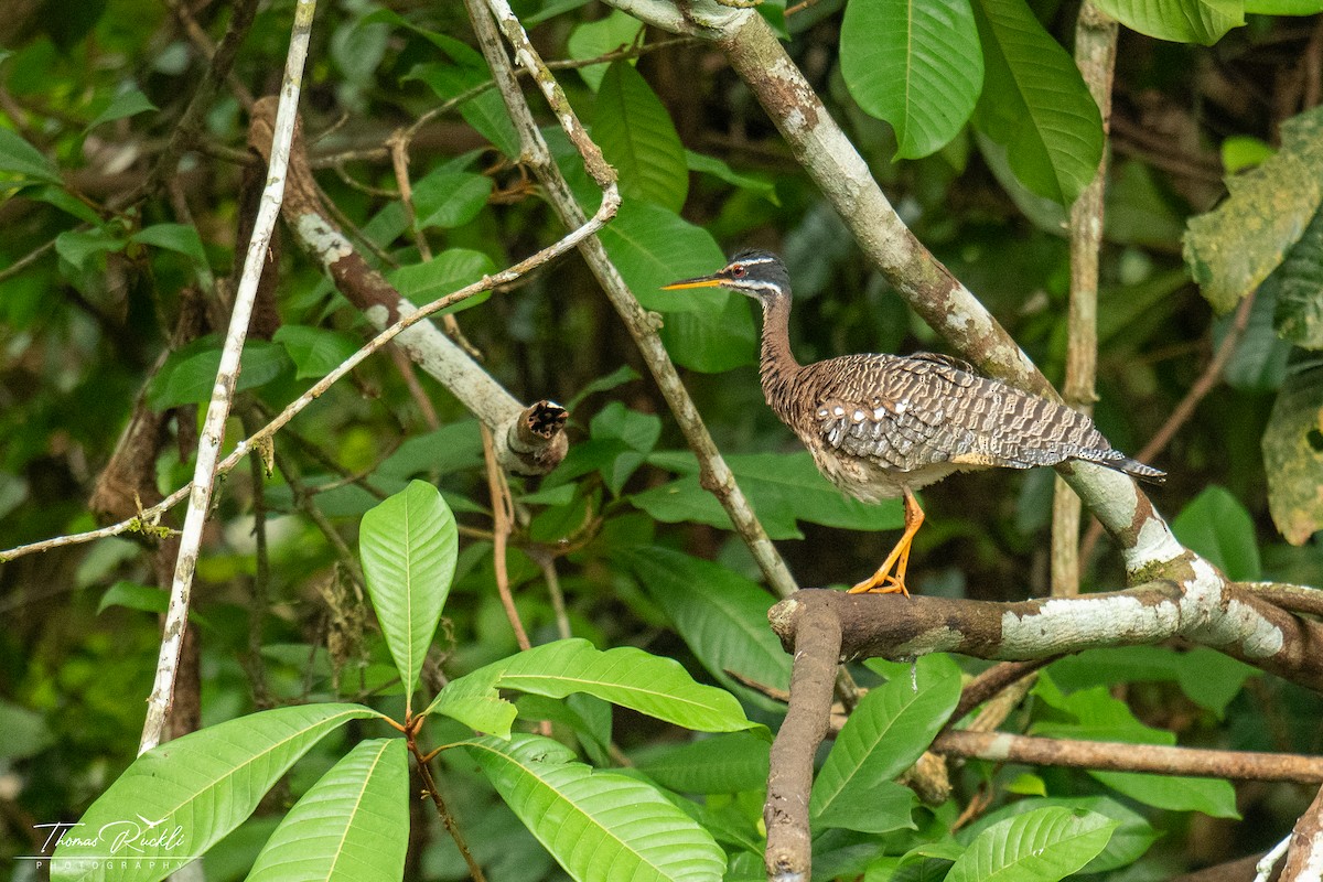 Sunbittern - ML645815596