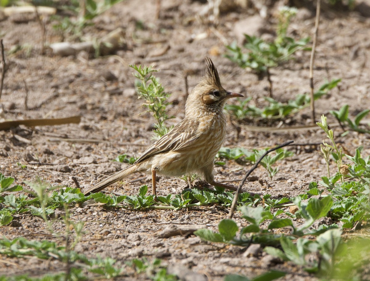Lark-like Brushrunner - ML645815597