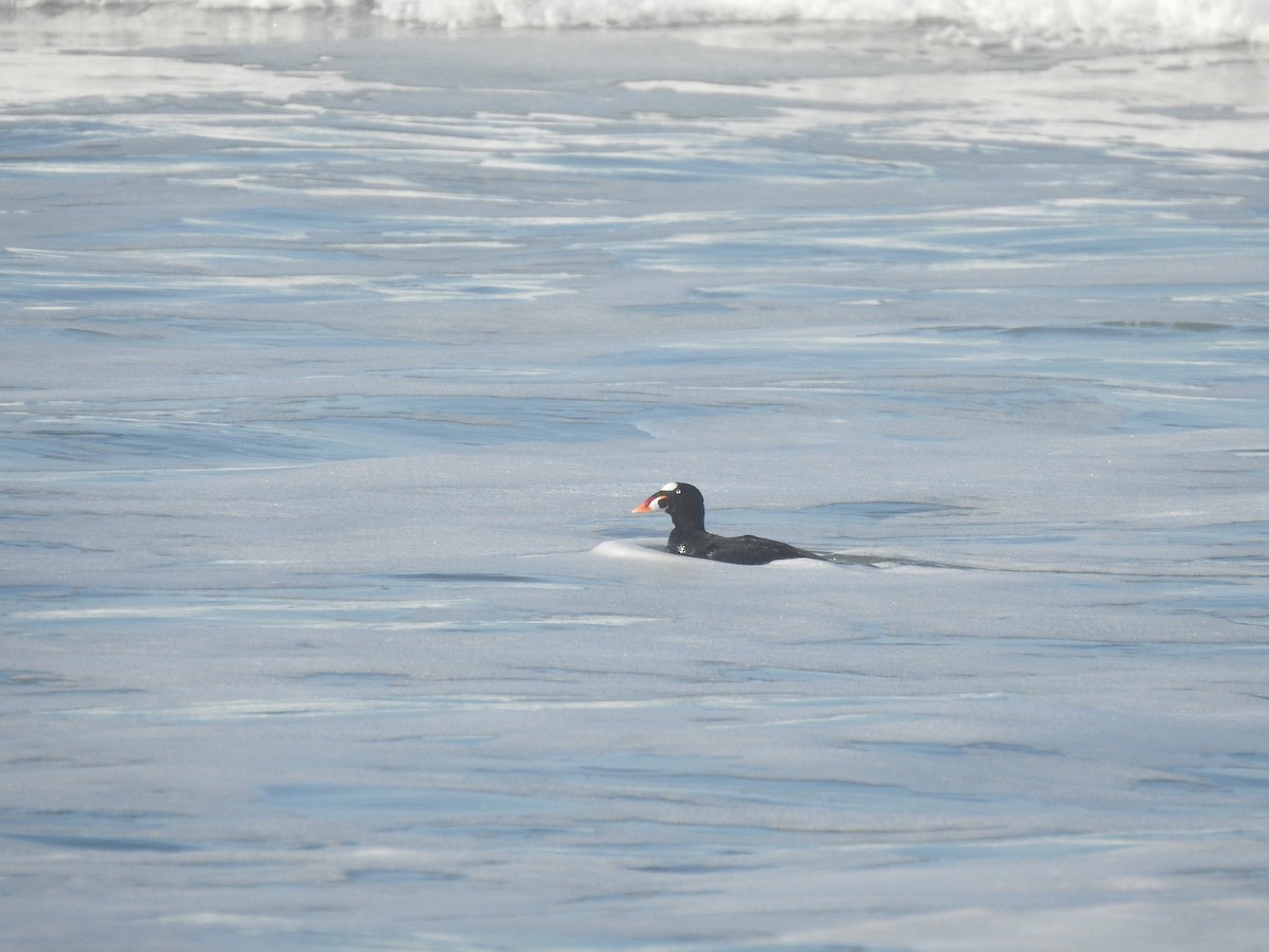 Surf Scoter - ML645815598