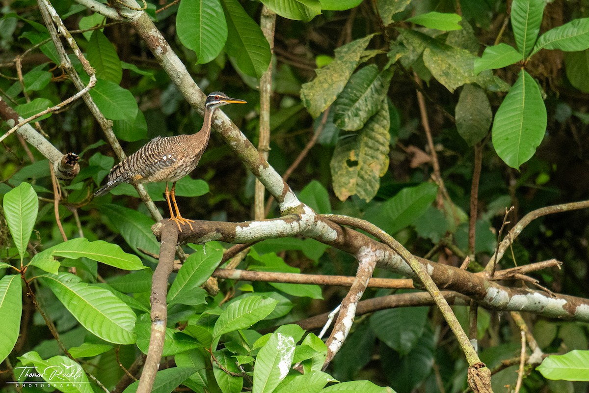 Sunbittern - ML645815599