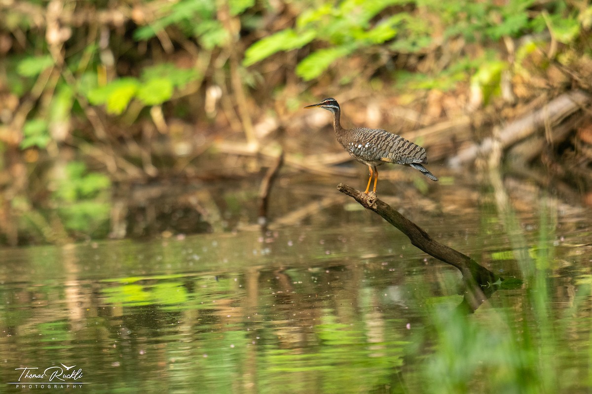 Sunbittern - ML645815600