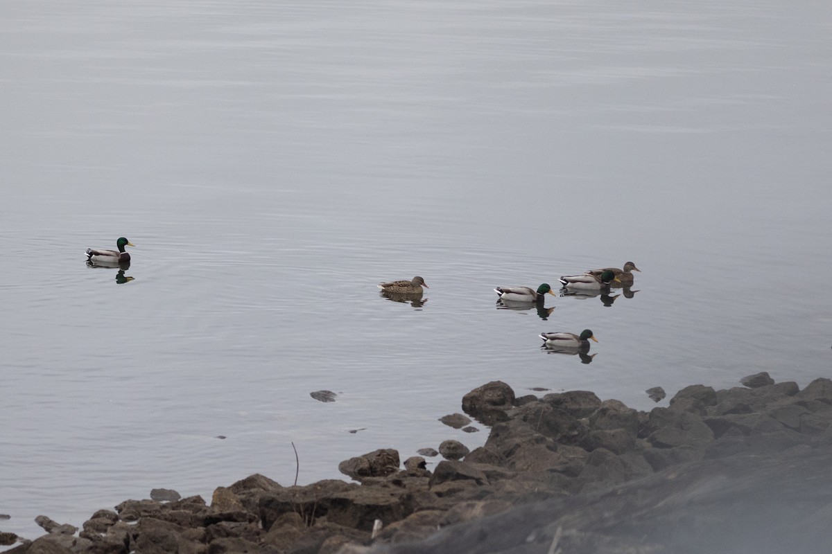 綠頭鴨 - ML645815601