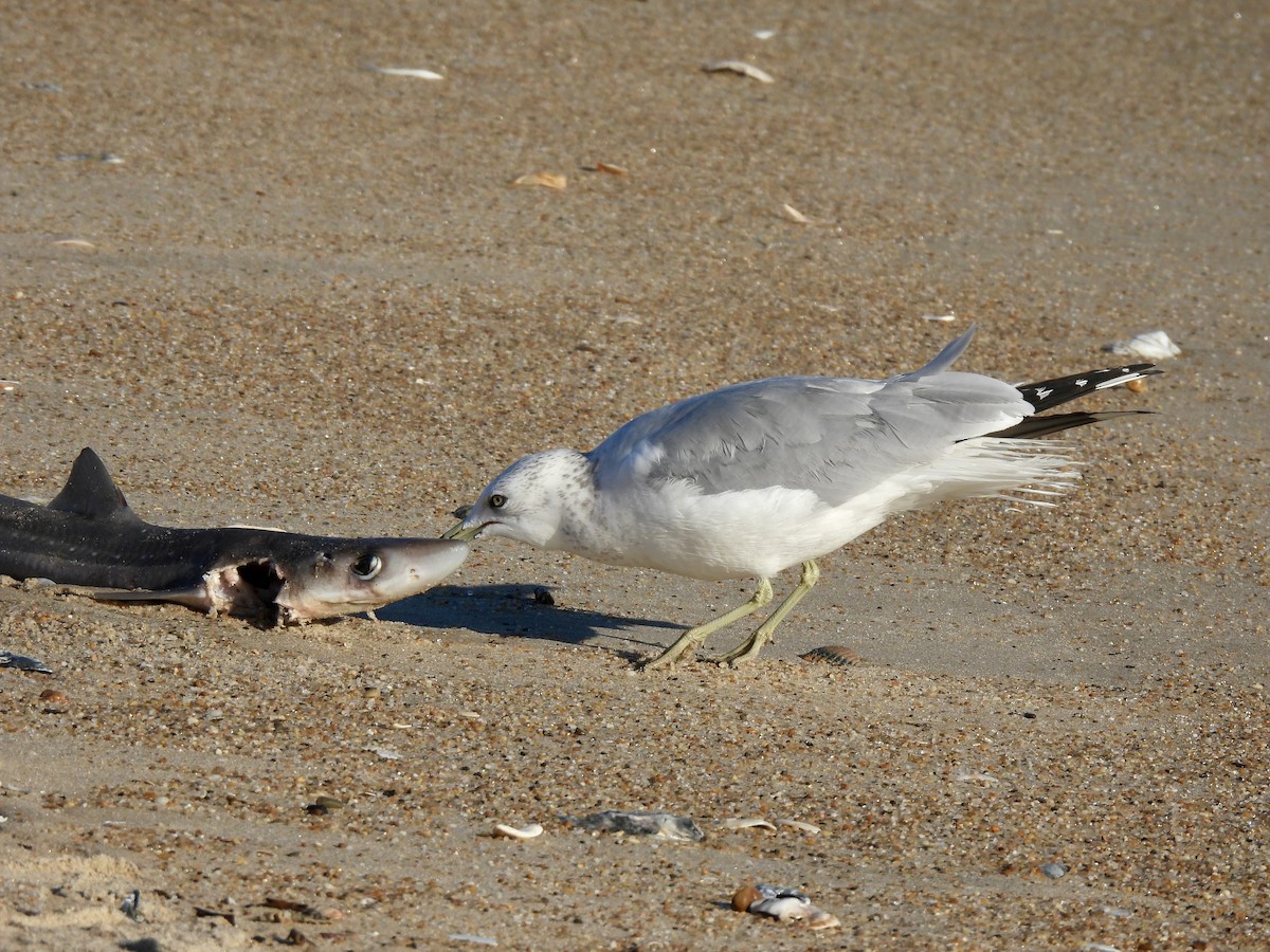 Ring-billed Gull - ML645815603
