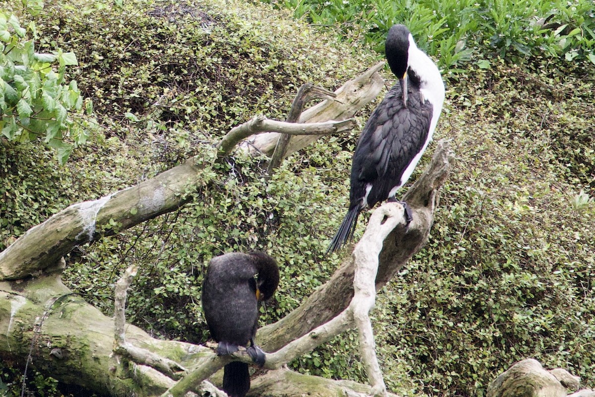 Pied Cormorant - ML645815604