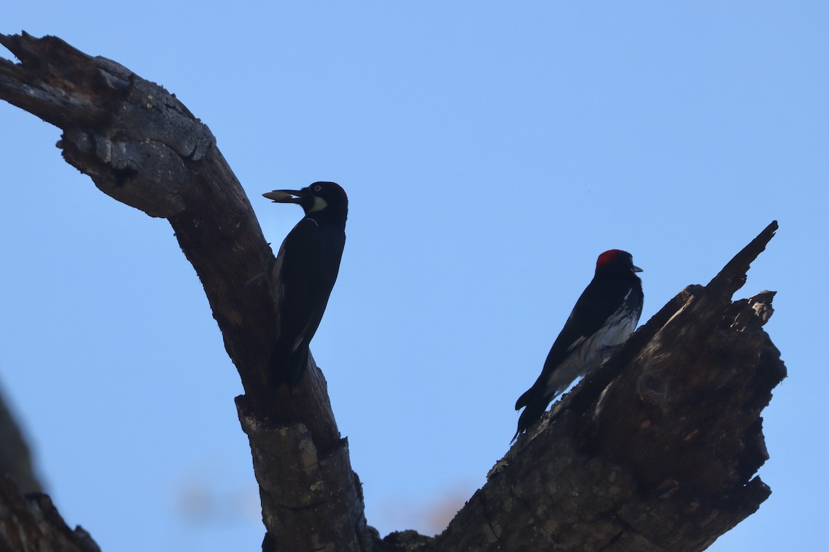 Acorn Woodpecker - ML645815605