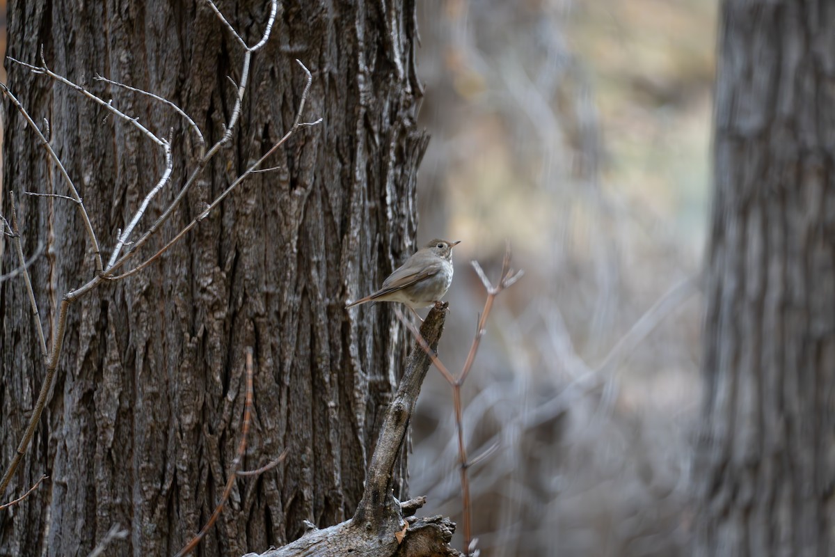 Hermit Thrush - ML645815607
