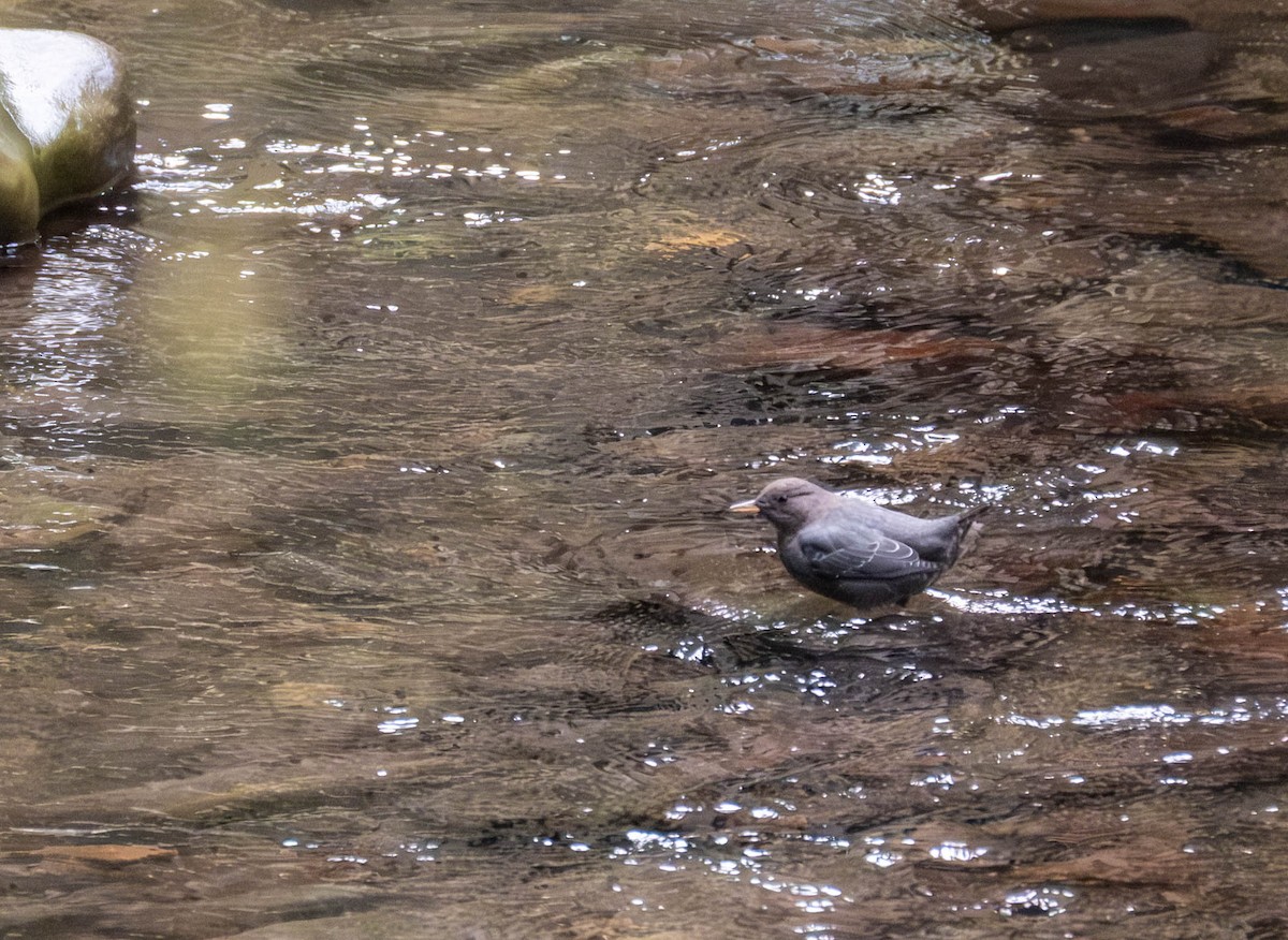 American Dipper - ML645815608