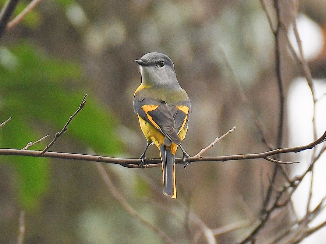 灰喉山椒鳥 - ML645815609