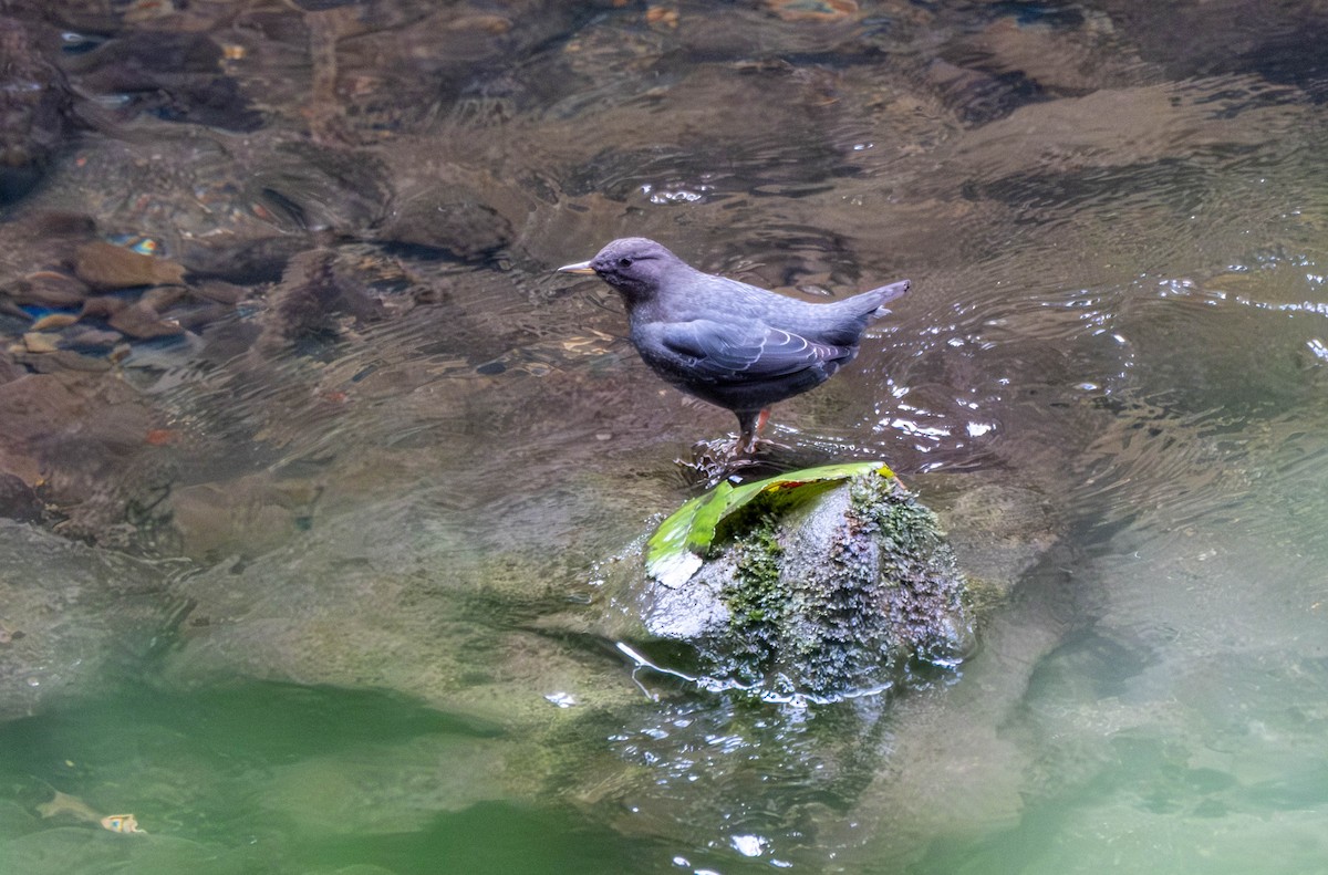 Ur-zozo iparramerikarra - ML645815617