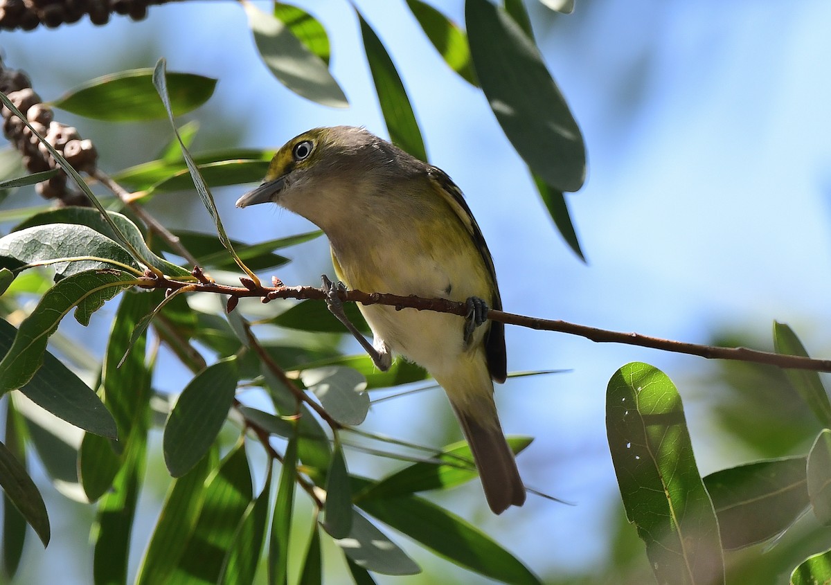 White-eyed Vireo - ML645815618