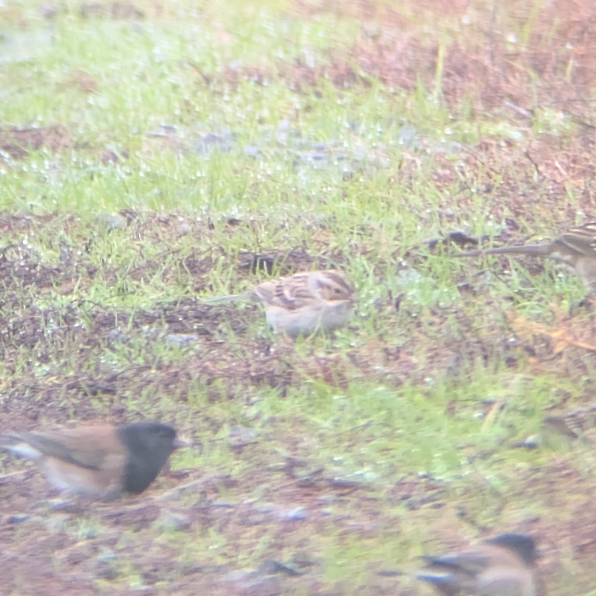 Clay-colored Sparrow - ML645815622