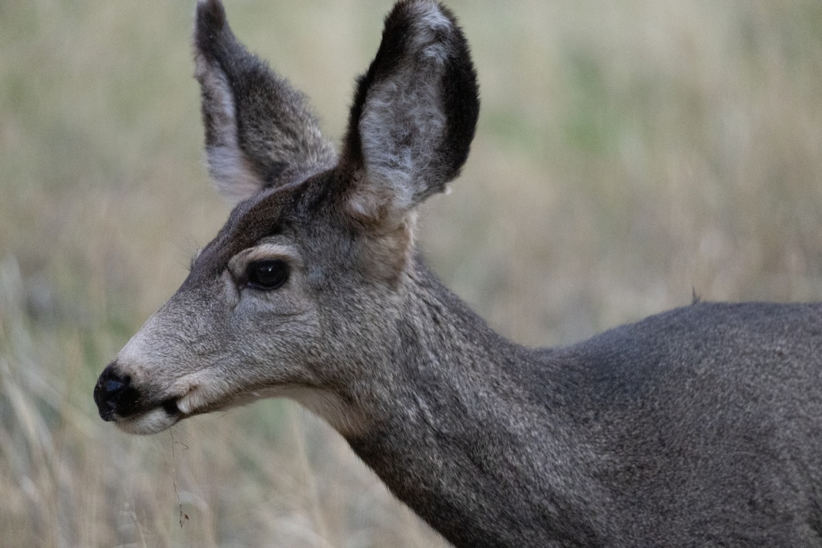 黑尾鹿 - ML645815624