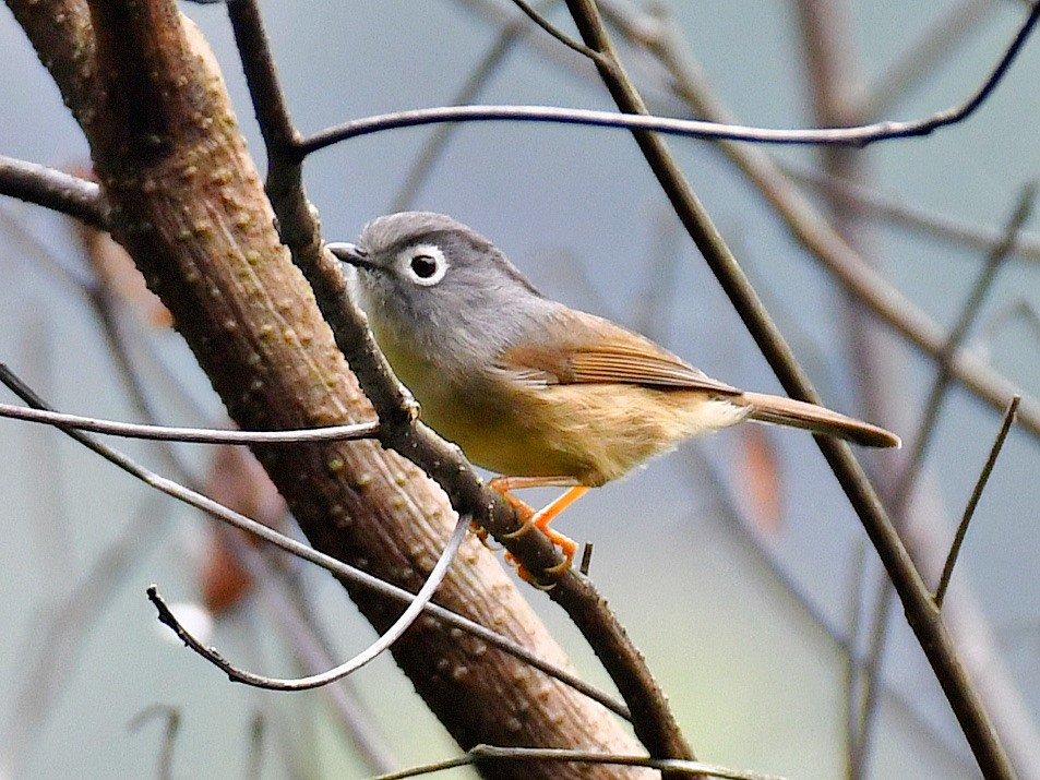 メジロチメドリ - ML645815626