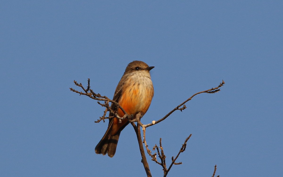 Vermilion Flycatcher (Northern) - ML645815627