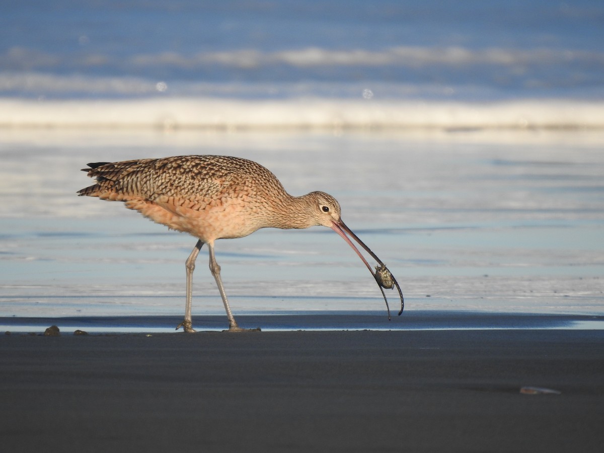 Кульон американський - ML645815631