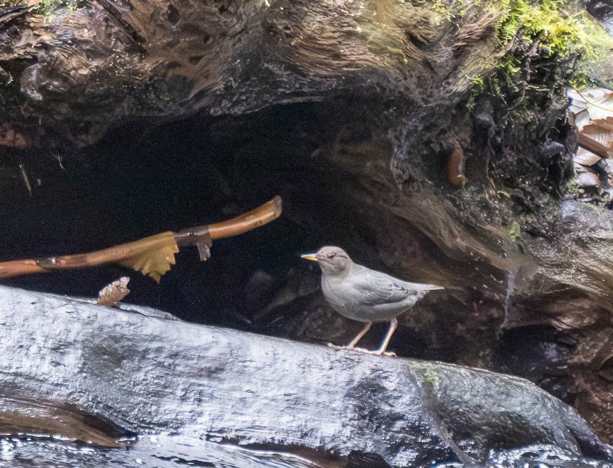 Ur-zozo iparramerikarra - ML645815636