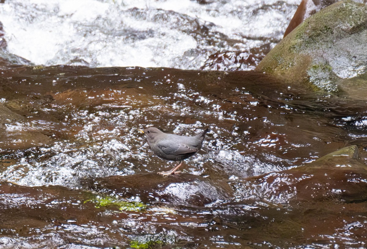 Ur-zozo iparramerikarra - ML645815645